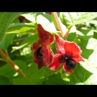 Lonicera ledebourii (fam Caprifoliacees) (Californie) (2)